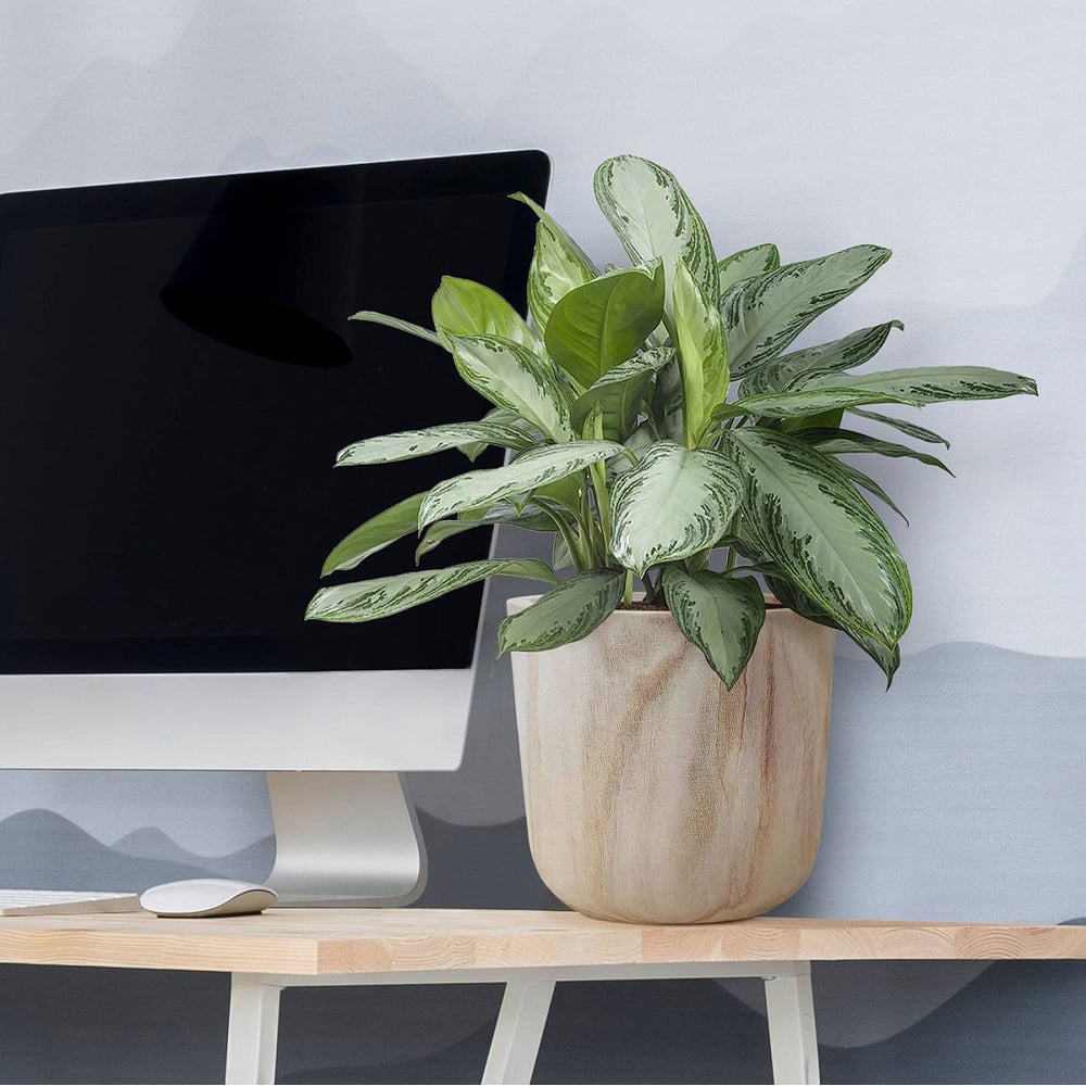 LECHUZA Hortico Craft Wooden Round Indoor Plant Pot 24 x 27cm 2 Pack Image 3