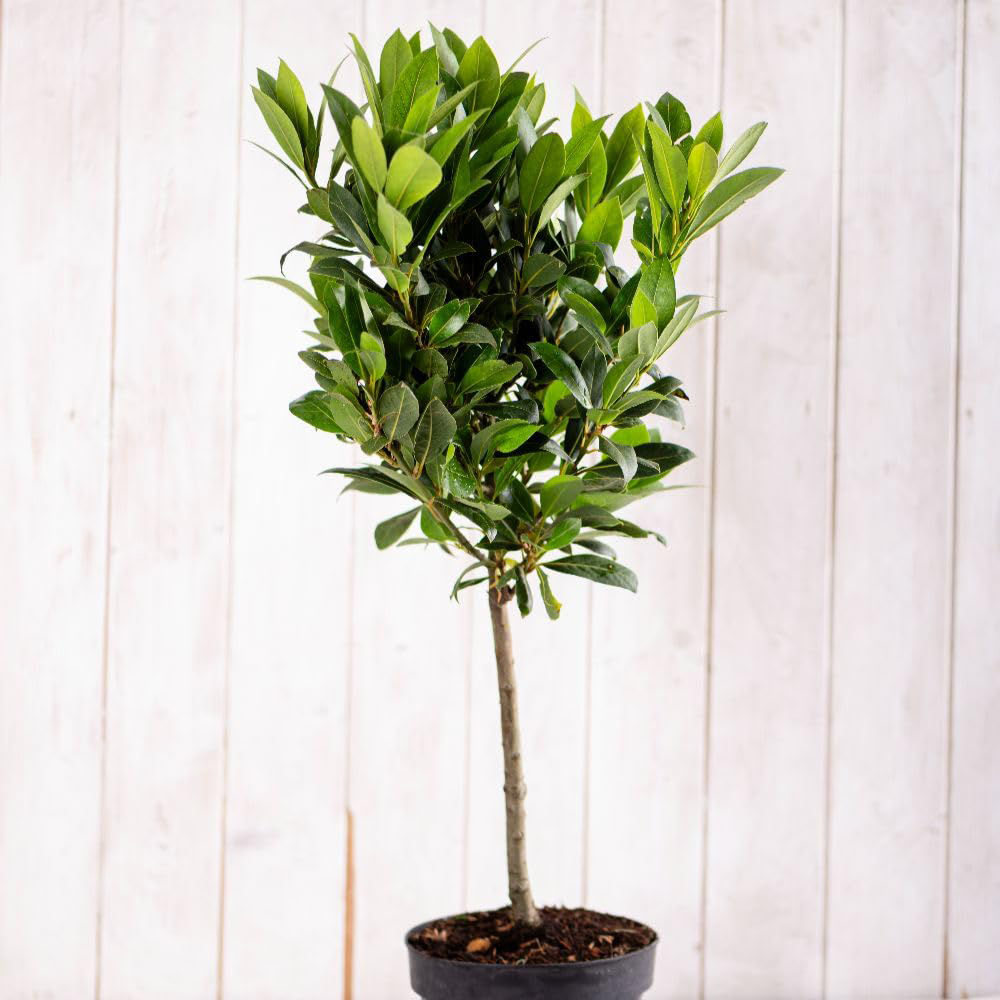 Thompson & Morgan Laurus Nobilis Bay Plant Pot 30cm Image 4