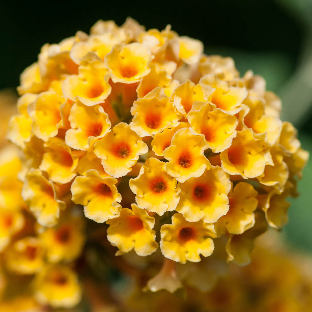 YouGarden Buddleia Sungold Plant Pot 9cm 3 Pack Image 3