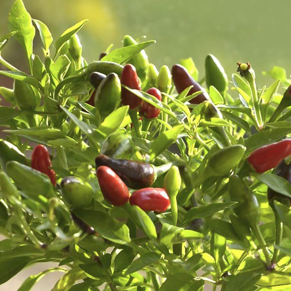 Chilli Morgan Thompson & Morgan Pepper Chilli Windowsill Fiery Flames Potted Plant ...