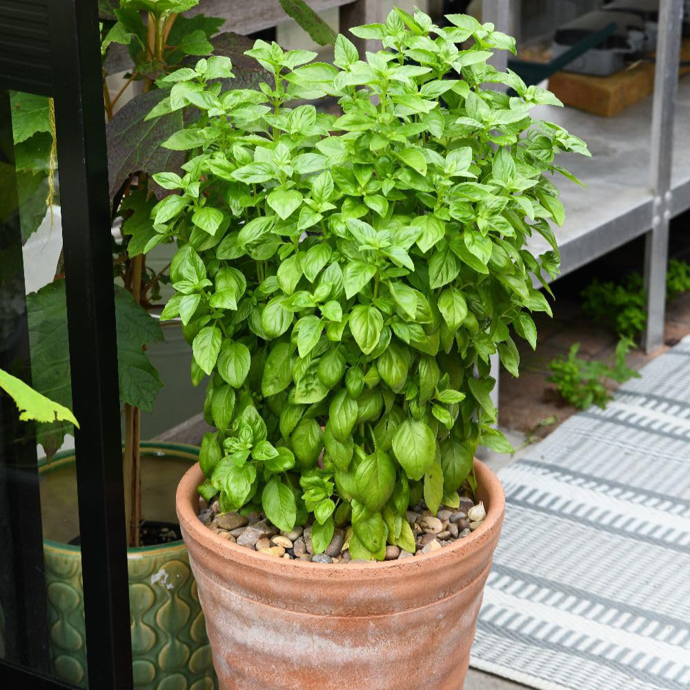 Thompson and Morgan Basil Ocimum Basilicum Everleaf Emerald Towers Seed Packet Image 2