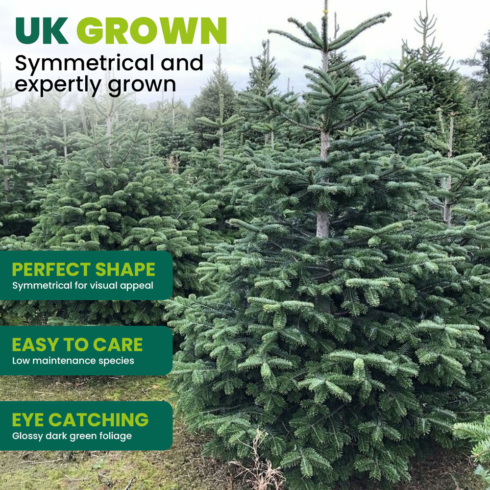 GardenersDream Nordmann Fir Cut Real Christmas Tree 7ft - Delivery 7th - 11th December Image 4