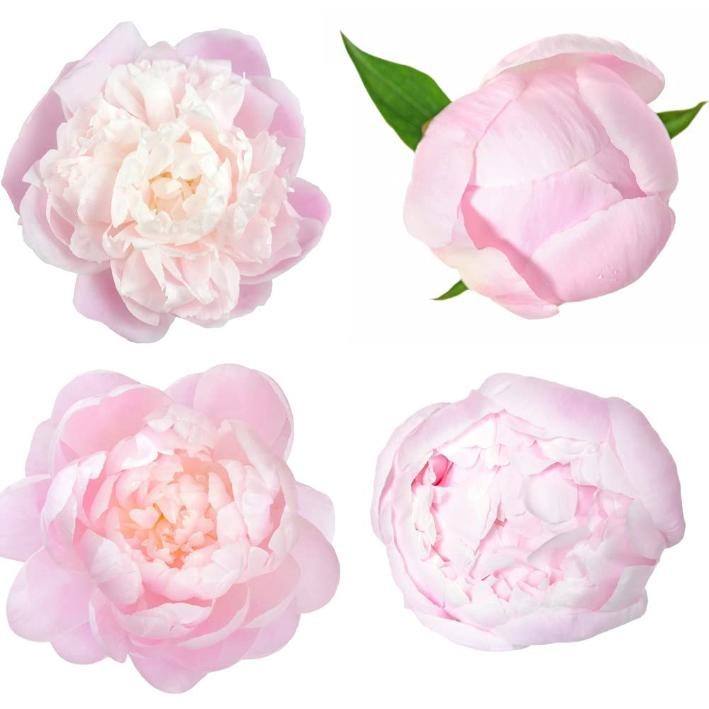 Thompson & Morgan Peony Edens Perfume Bare Root Image 2
