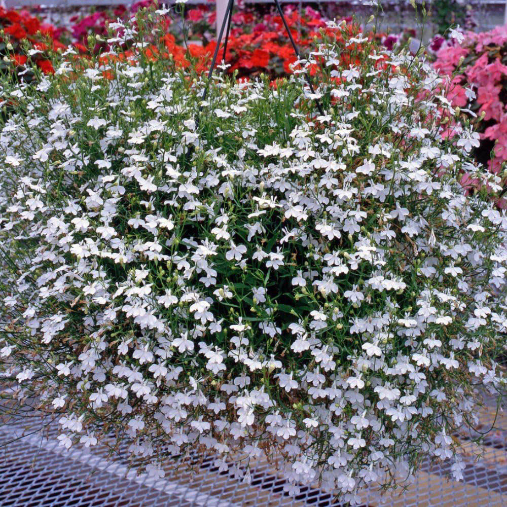 Thompson and Morgan Lobelia Fountain White Garden Ready Plant 30 Pack Image 2