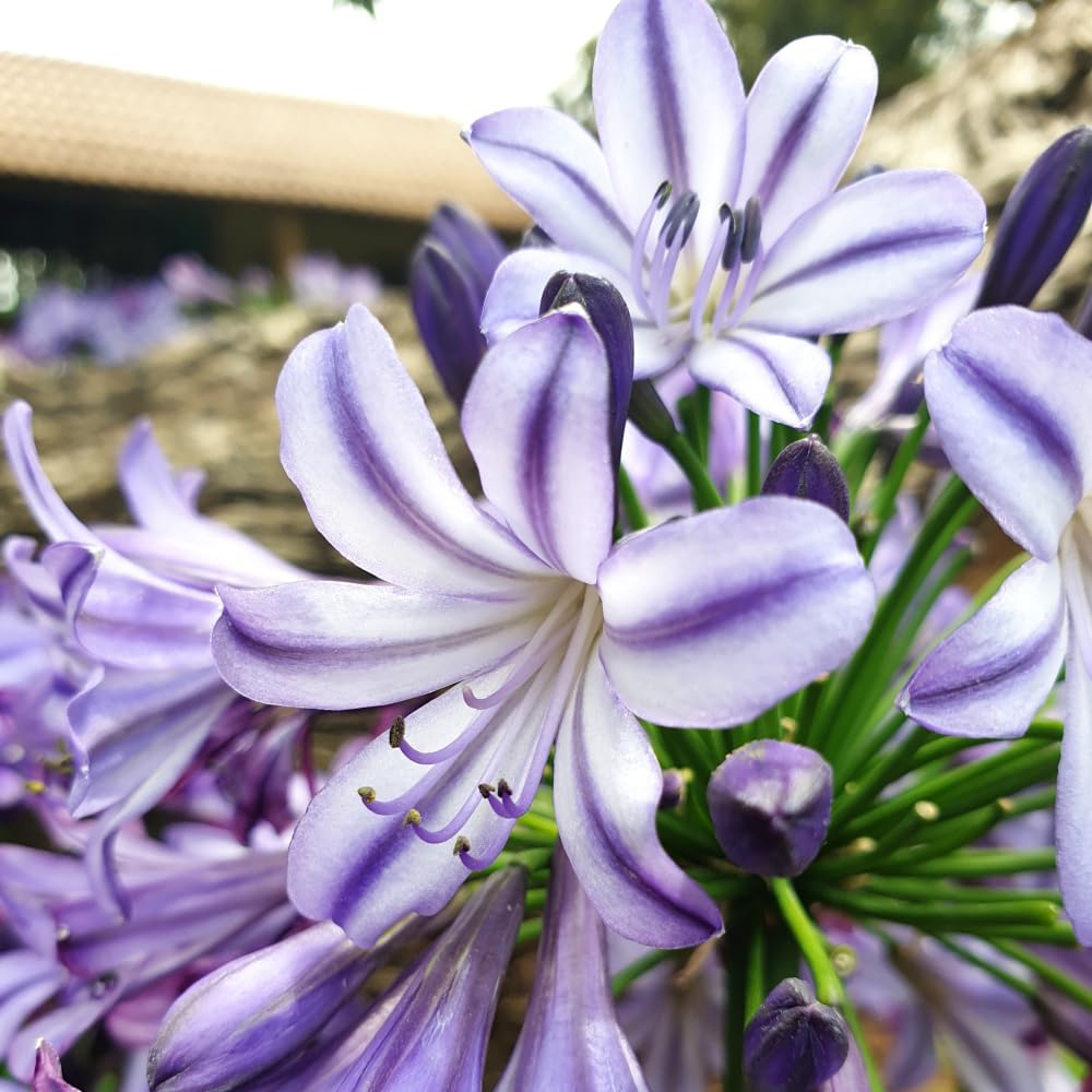 Thompson and Morgan Agapanthus Umbellatus Poppin Star Plant Pot 2L Image 1
