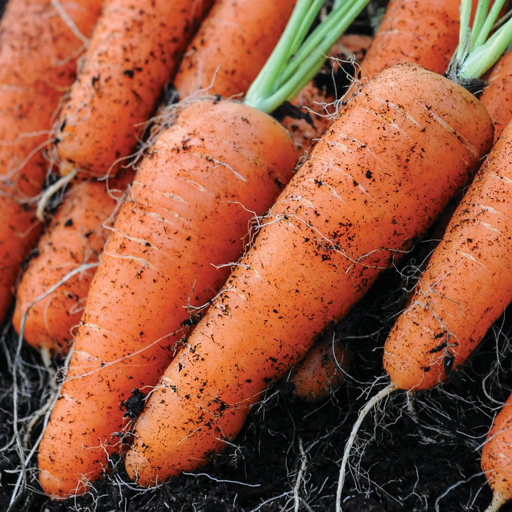 Thompson and Morgan Carrot Flyaway F1 Hybrid Seeds Image 4