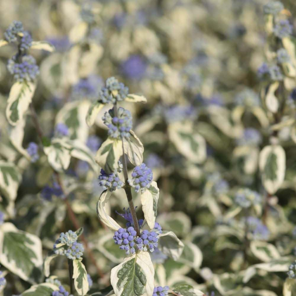 Thompson and Morgan Caryopteris x Clandonensis White Surprise Plant Pot 9cm 3 Pack Image 3