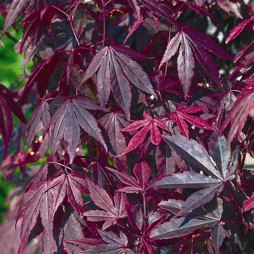 YouGarden Acer Palmatum Atropurpureum Plant Pot 10.5cm Image 3