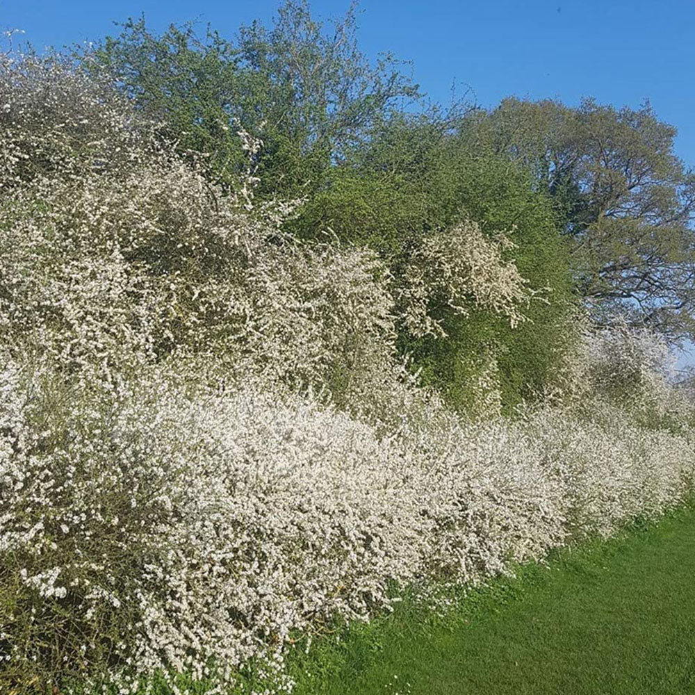 Inspirational Gifting Blackthorn Bare Root Hedge Plant Sapling 2-3ft 5 Pack Image 4
