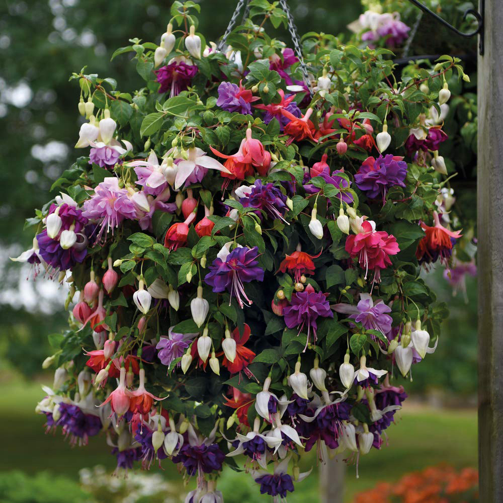 Thompson and Morgan Fuchsia Giant Flowered Collection Postiplugs 5 Pack Image 6