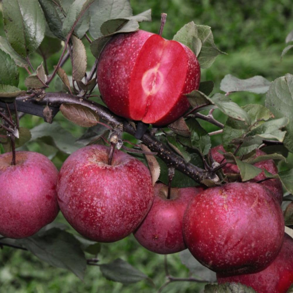Thompson and Morgan Apple Malus Baya Marisa Plant Pot 9cm Image