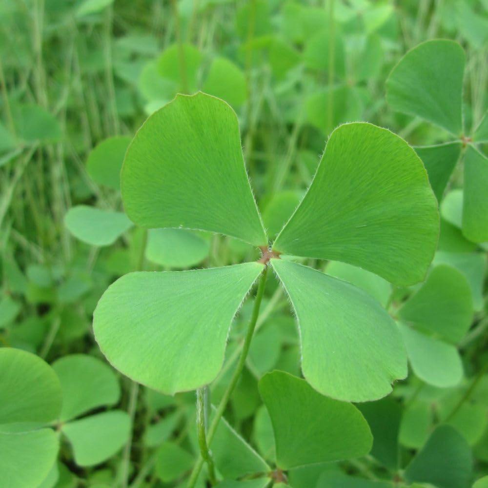 Thompson and Morgan Marsilea Quadrifolia Plant Basket 11cm Image 2