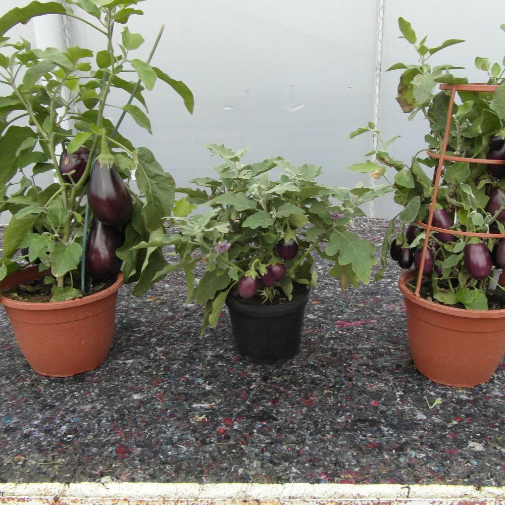 Thompson and Morgan Aubergine Solanum Melongena Baby Black Jack F1 Seed Packet Image 2