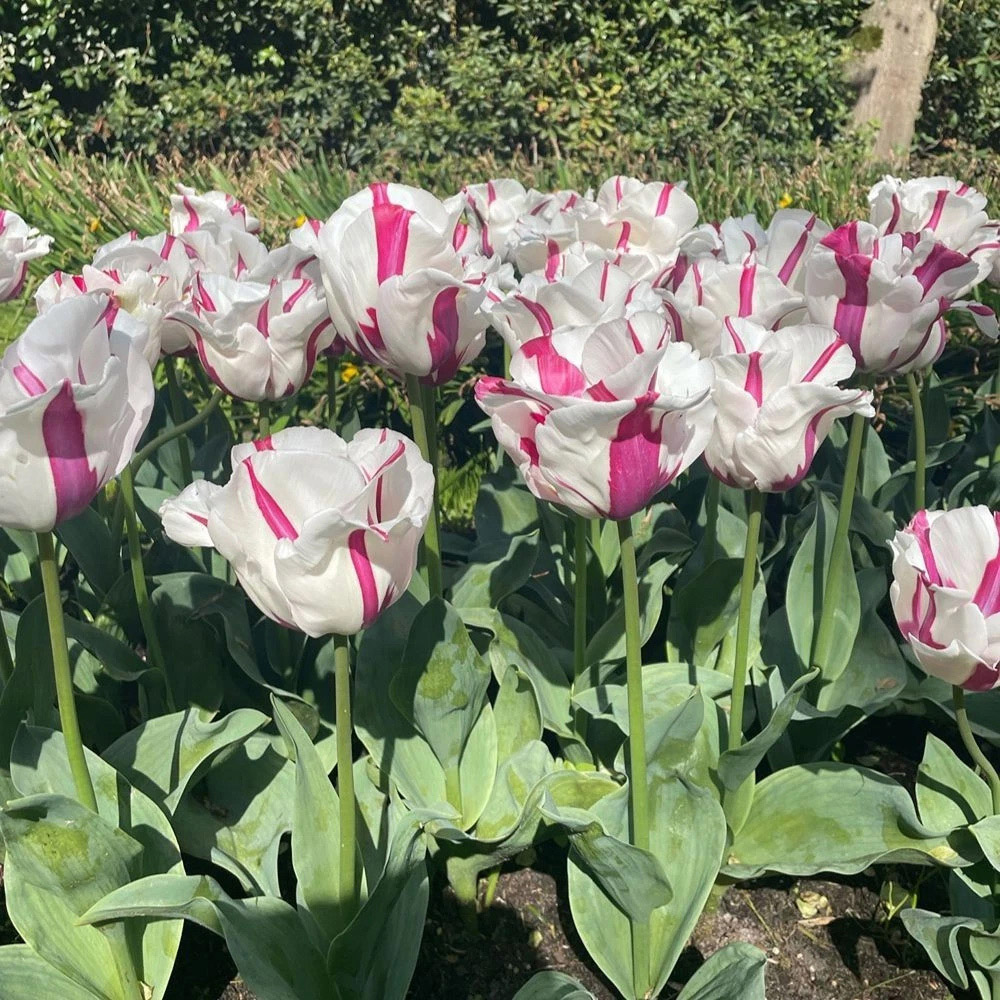 Thompson and Morgan Tulip Alise White and Dark Pink Planting Bulb 16 Pack Image 4