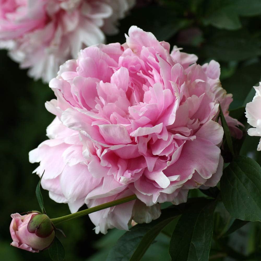 Thompson and Morgan Paeonia Double Pink Plant Pot 9cm Image 1