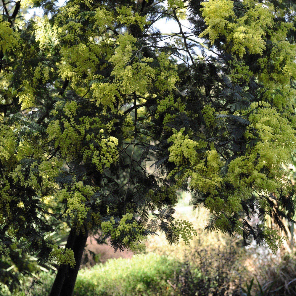 Thompson and Morgan Acacia Mimosa Dealbata Plant in Pot 9cm 2 Pack Image 4