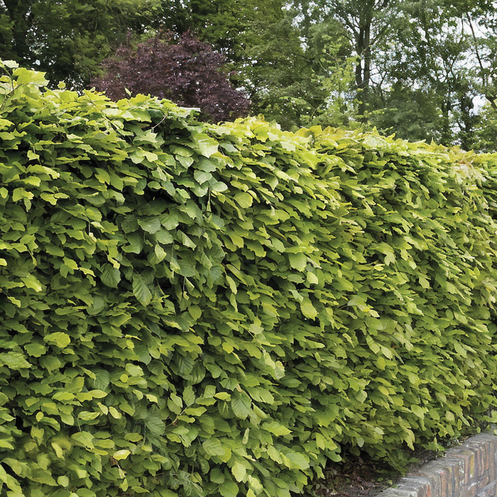 Thompson and Morgan Fagus Sylvatica Green Beech Hedge Bare Root 25 Pack Image 1