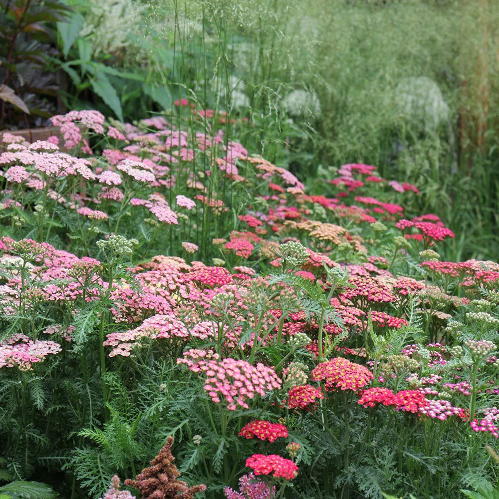 Thompson and Morgan Achillea Summer Berries Plant Pot 9cm 3 Pack  Image 4