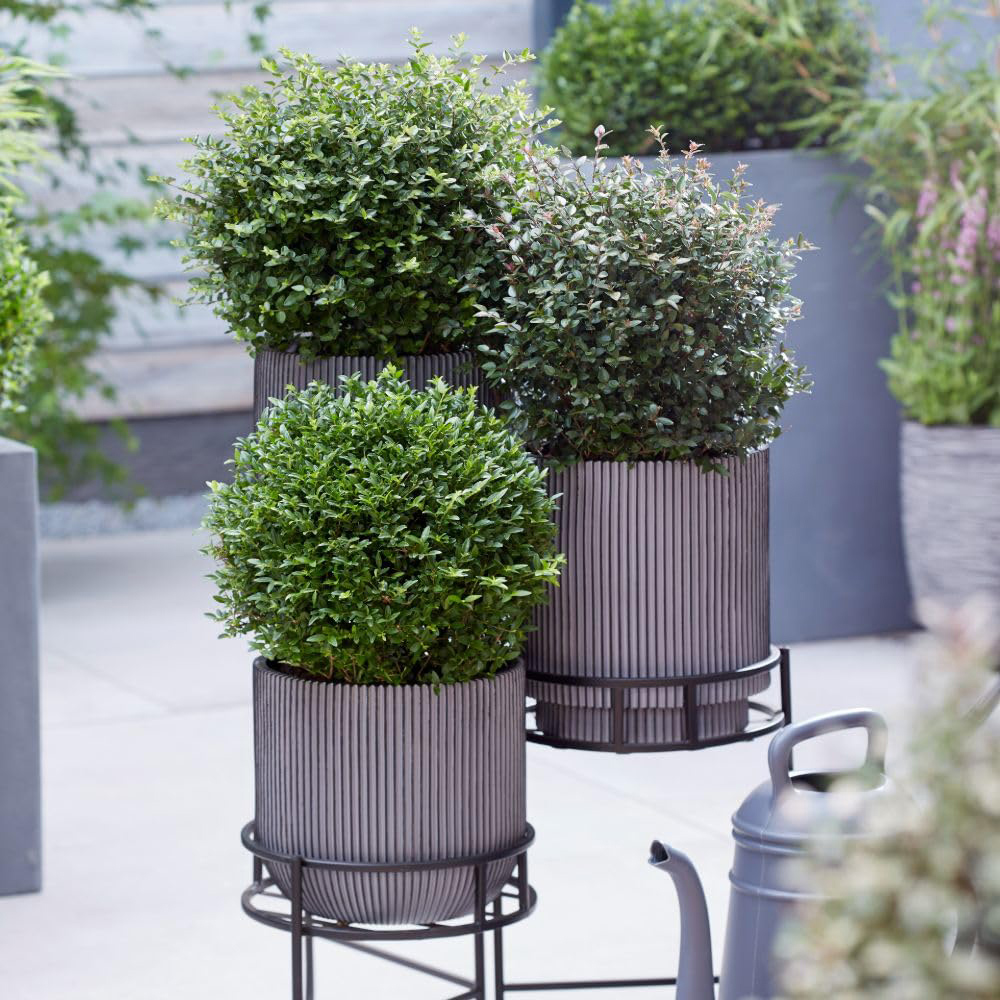 Thompson and Morgan Lonicera Nitida Garden Clouds Copper Glow Plant Pot 3L Image 3