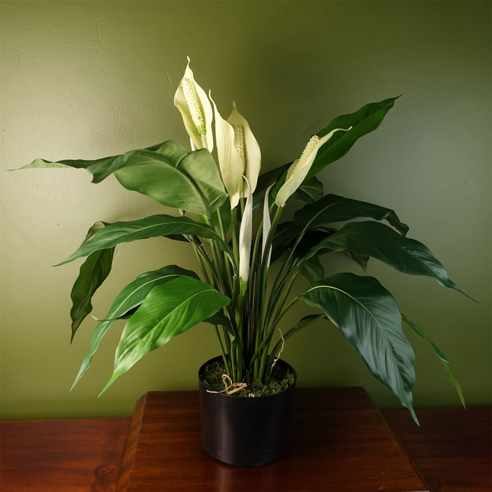 Botanik Lily Peace White Spathiphyllum Artificial Plant in Pot 48cm Image 2