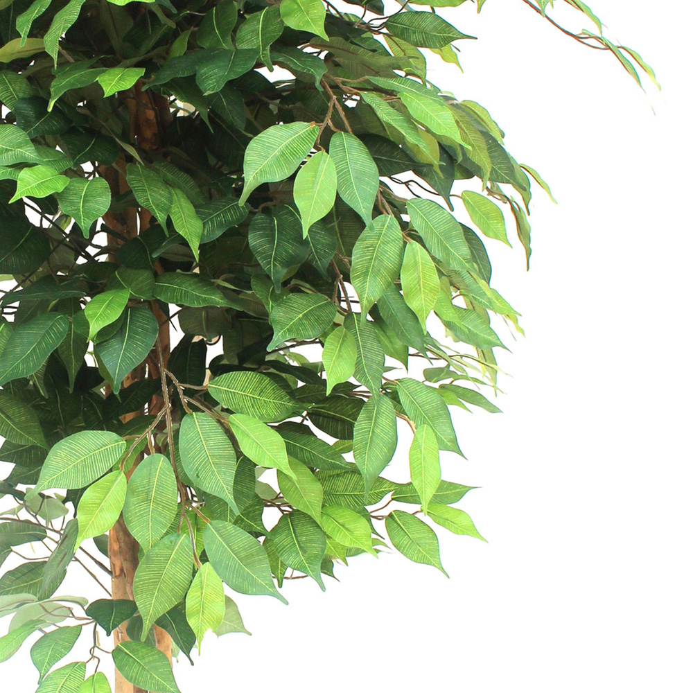 Botanik Ficus Artificial Tree in Pot 5ft Image 2