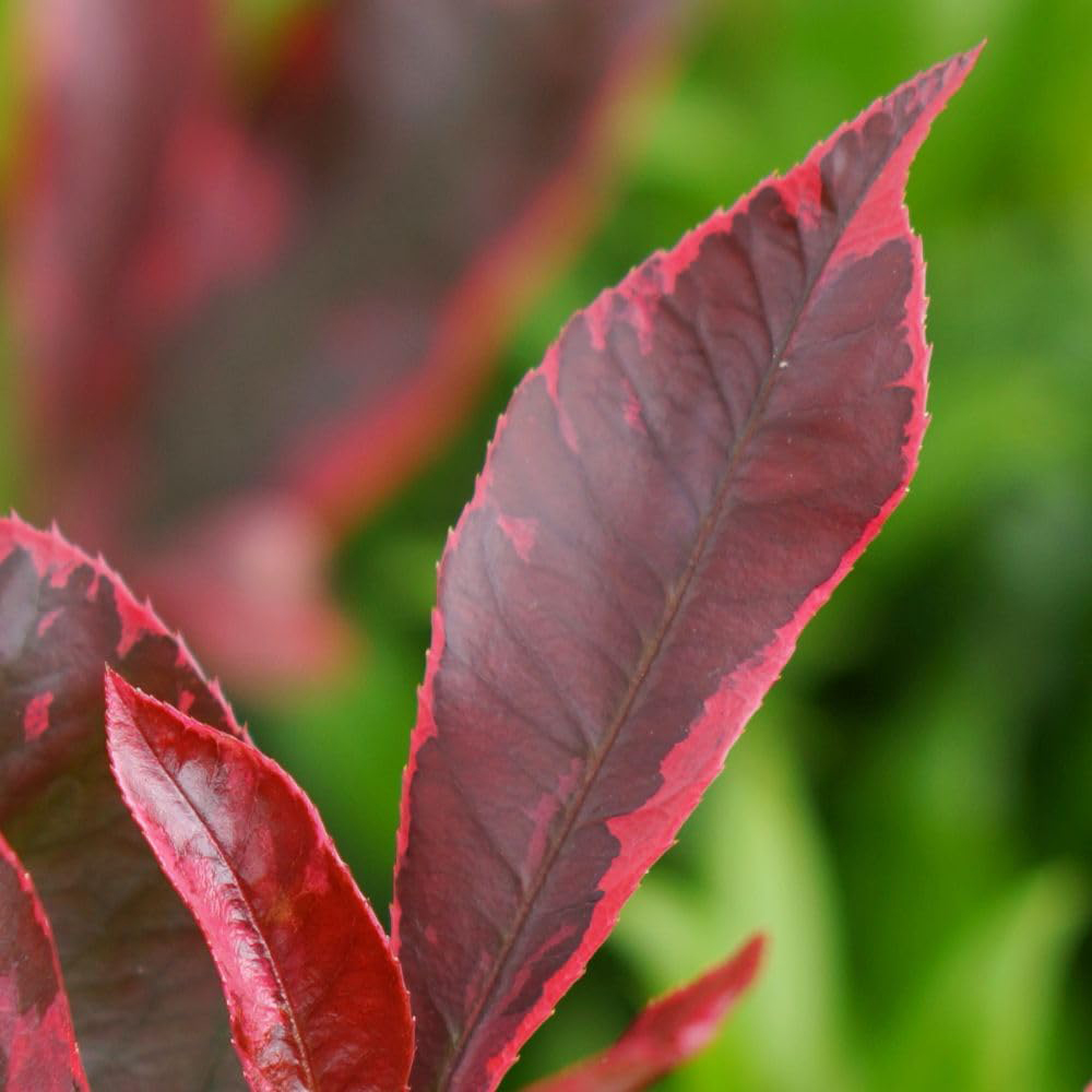 Thompson and Morgan Photinia x Fraseri Louise Plant Pot 9cm Image 3