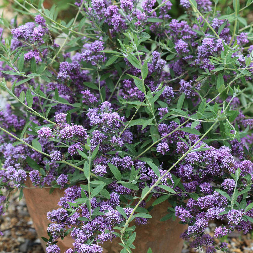 Thompson and Morgan Buddleja Alternifolia Unique Plant Pot 3.6L Image 1