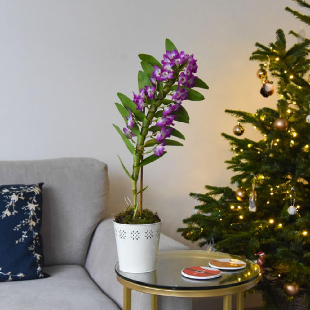 Thompson and Morgan Christmas Gift Orchid Scented Star Class Lilac Plant in Zinc Pot 12cm Image 5