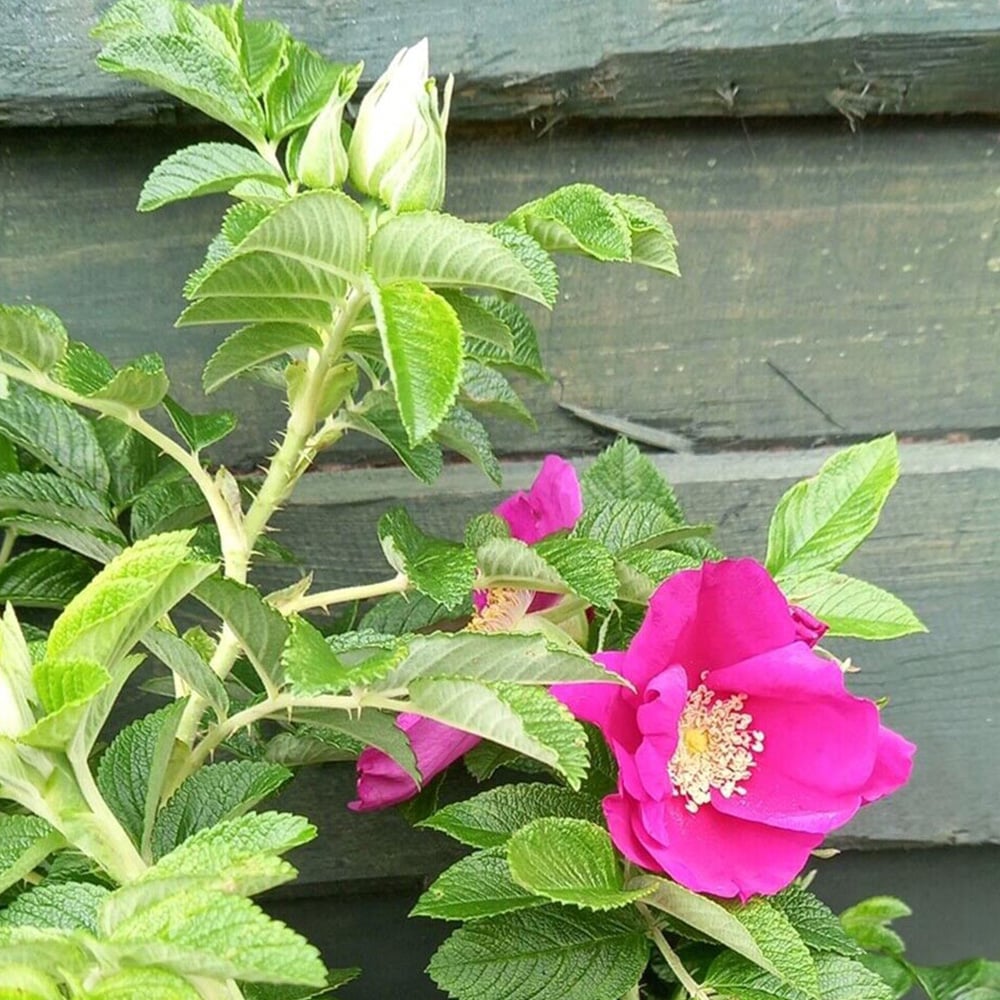 Inspirational Gifting Hedging Rose Bare Root Hedge Plant Saplings 2-3ft 10 Pack Image 2