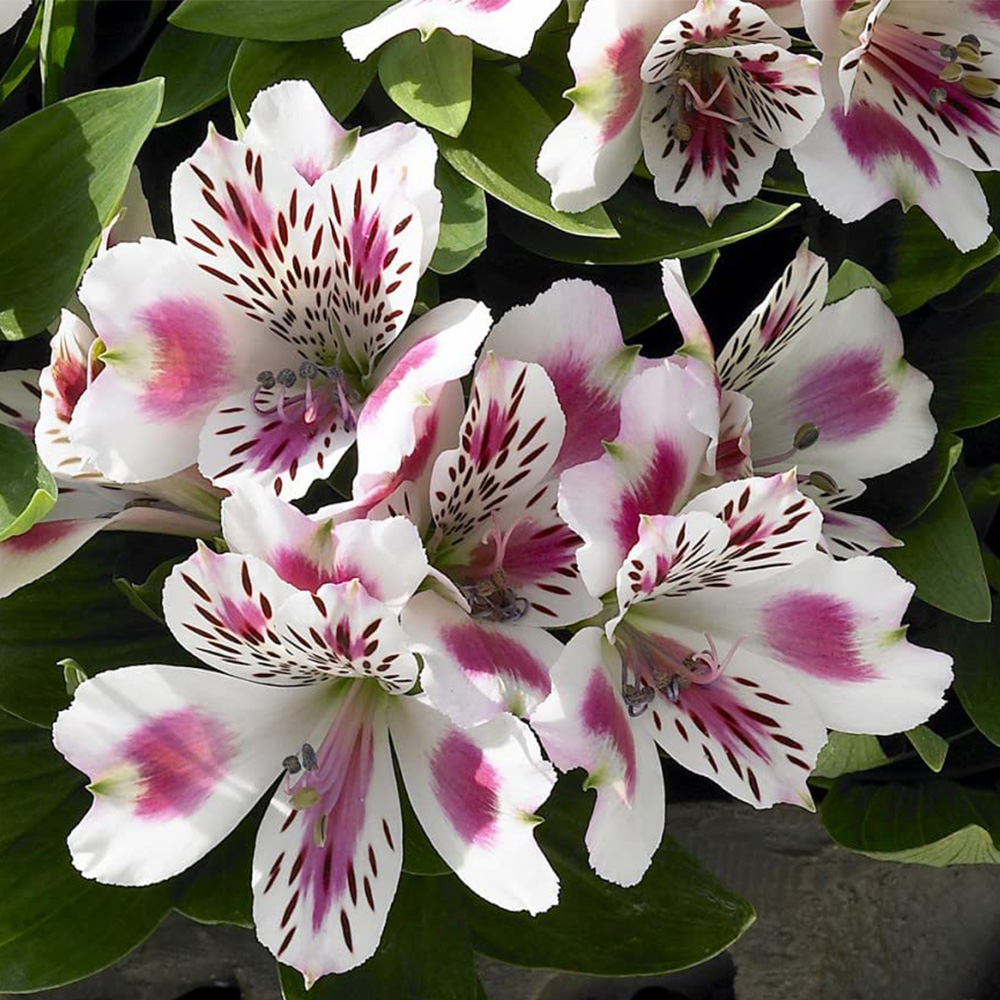 Thompson & Morgan Alstroemeria Inticancha White Pink Blush Jumbo Plant Plug Image 1