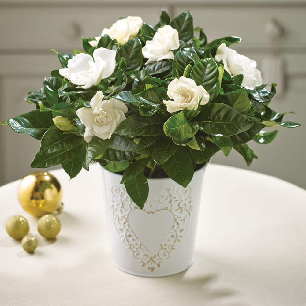 Thompson and Morgan Christmas Gift Gardenia Snowball Plant Pot 13cm Image 1