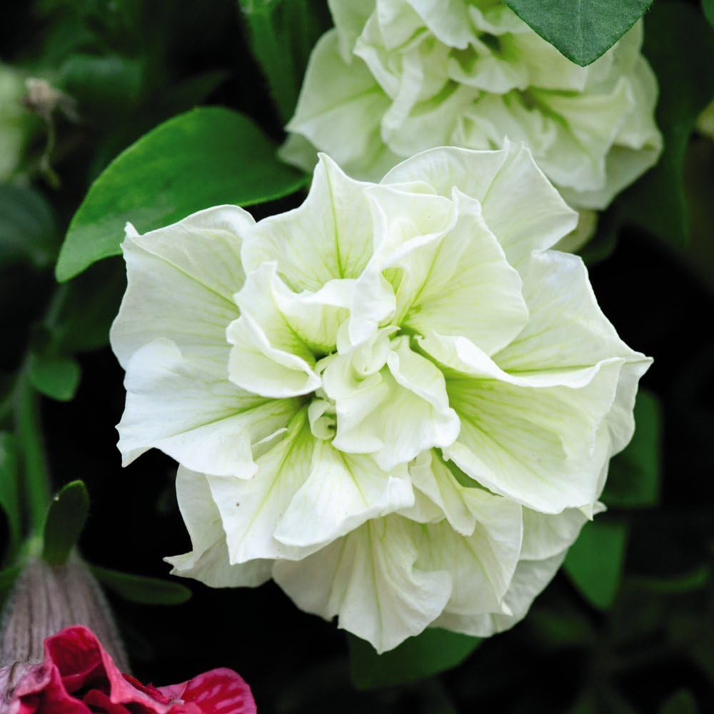 Thompson and Morgan Petunia Tumbelina Frills and Spills Susanna Postiplug Plant 10 Pack Image 5