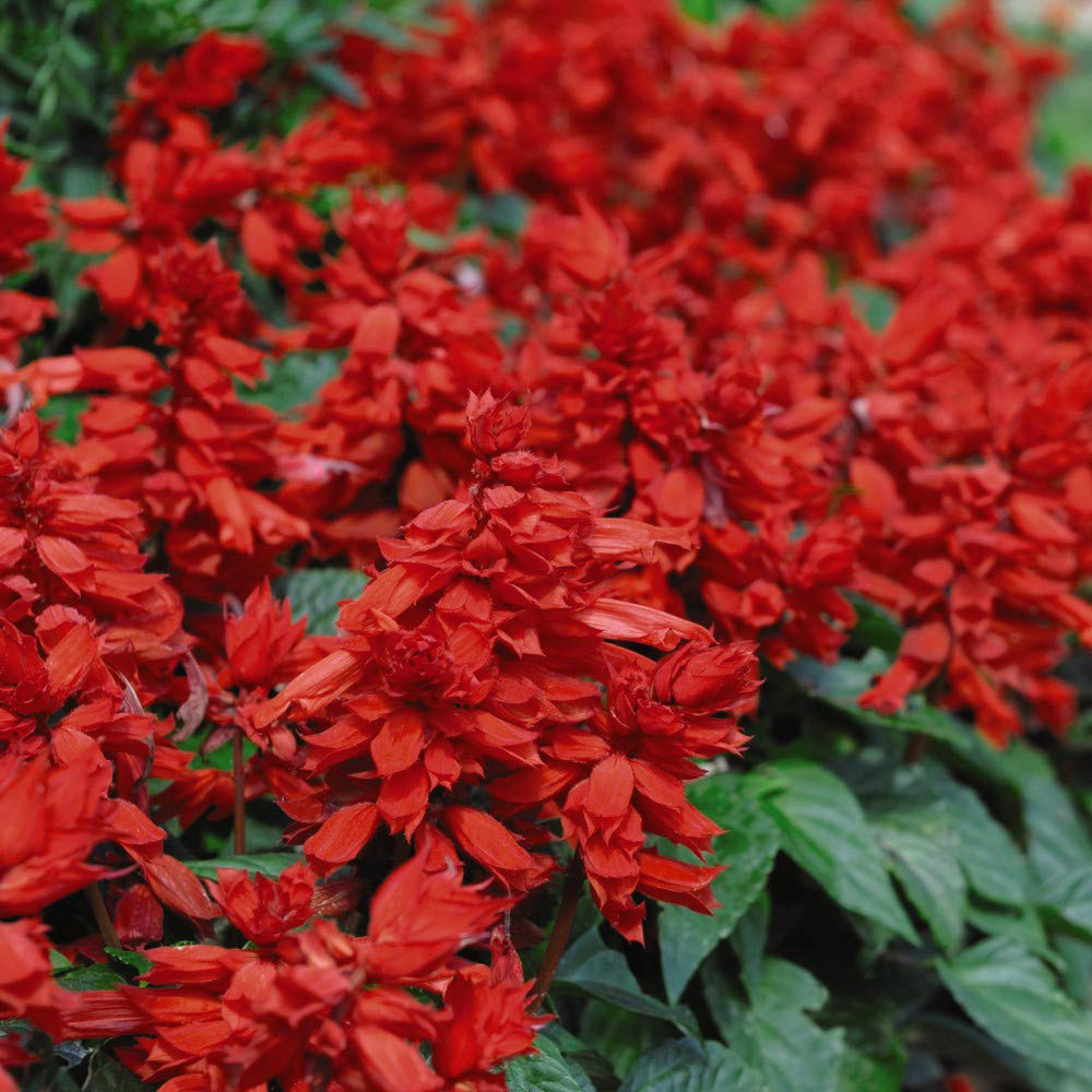 Thompson and Morgan Salvia Blaze of Fire Garden Ready Plant 15 Pack Image 2