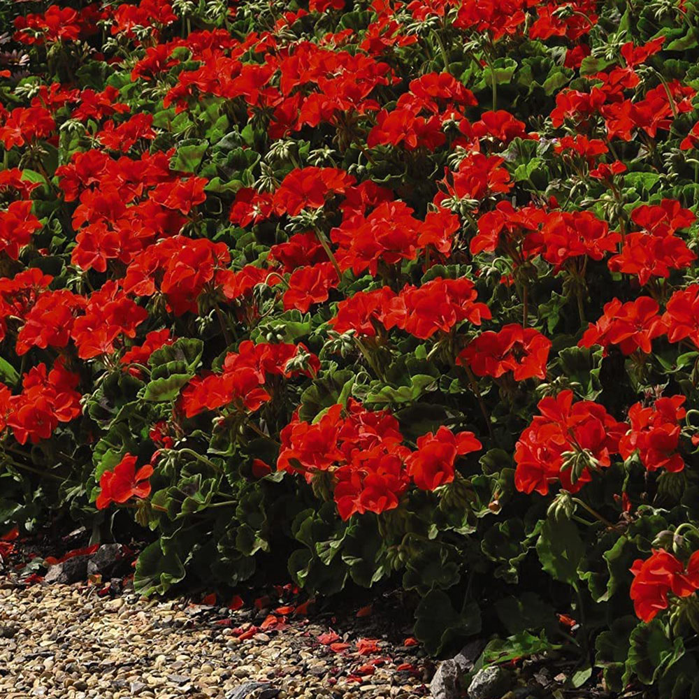 Thompson and Morgan Geranium Best Red Garden Ready Plant 15 Pack Image 4