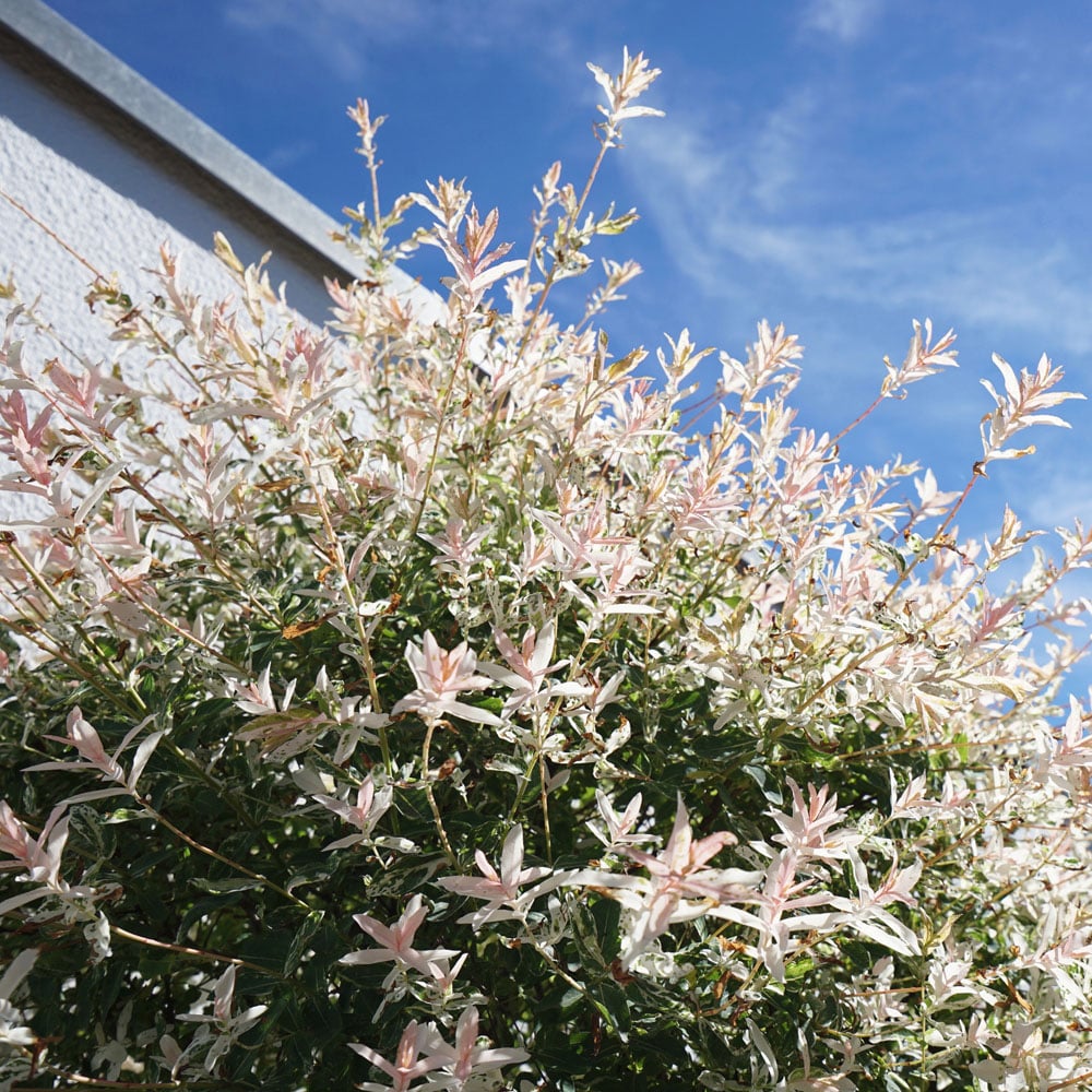 YouGarden Salix Flamingo Bush Plant Pot Image 2