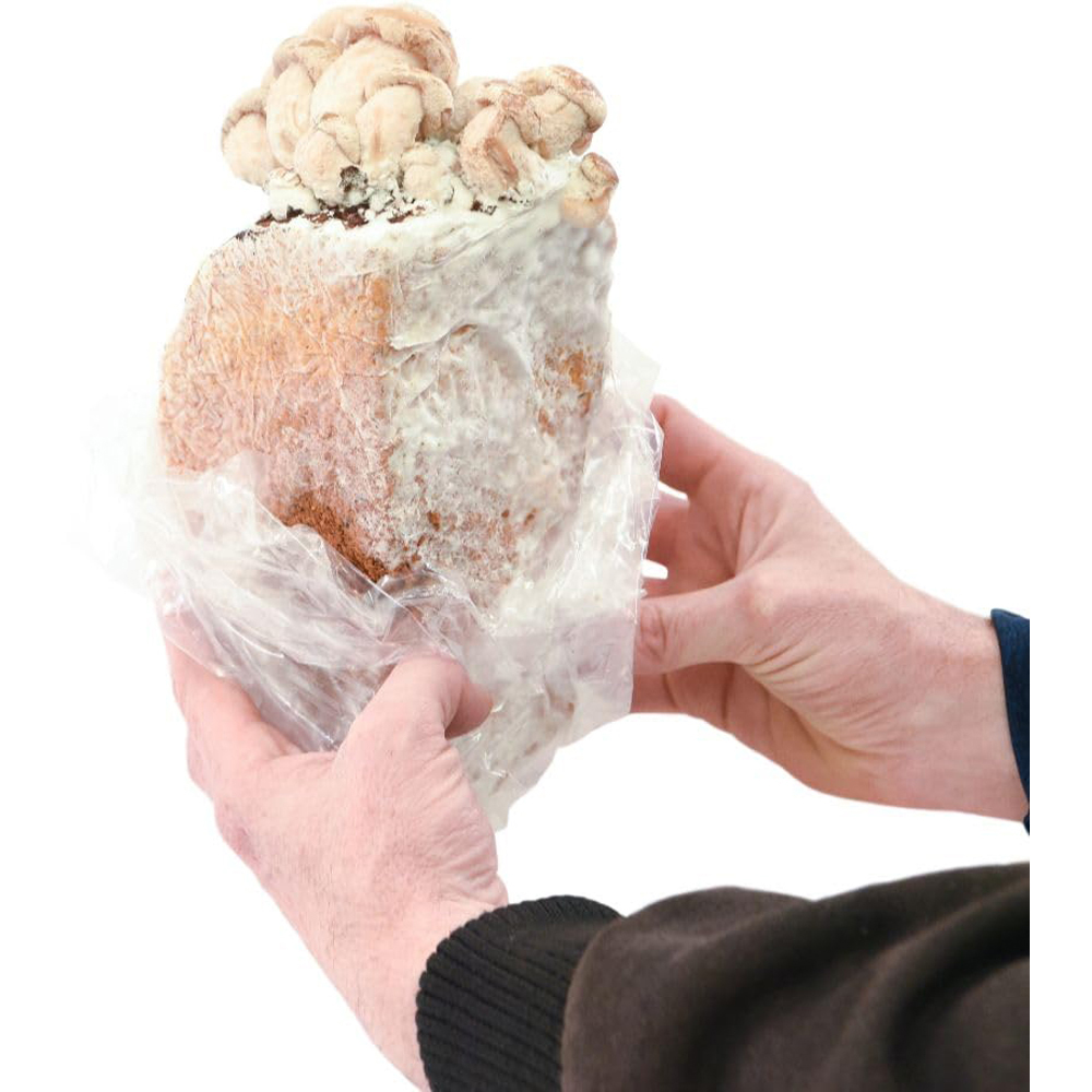Thompson and Morgan Gift Mushroom Chestnut Prepack Windowsill Kit 3L Image 3