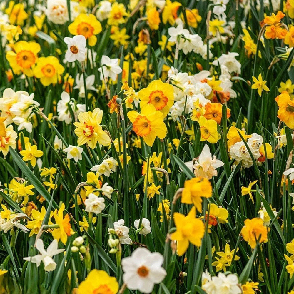 Thompson and Morgan Nurserymans Choice Daffodil White and Yellow Planting Bulb 48 Pack Image 4
