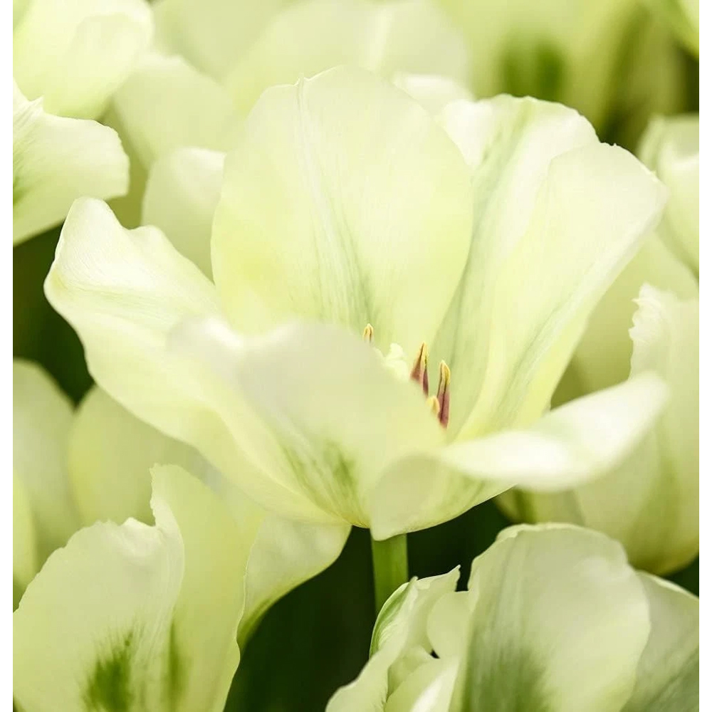 Thompson and Morgan Tulip Spring Green Planting Bulb 16 Pack Image 3