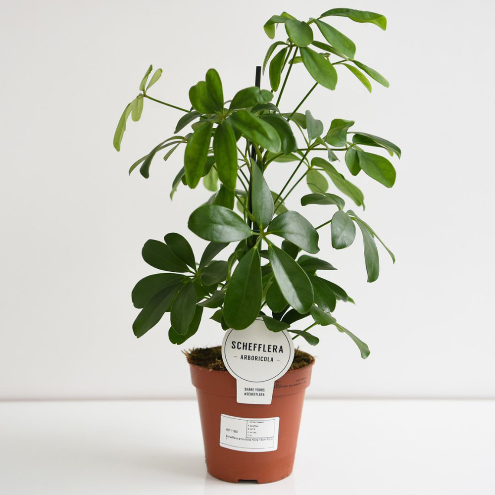 Thompson and Morgan Schefflera Arboricola Nora Plant in Pot 13cm Image 4