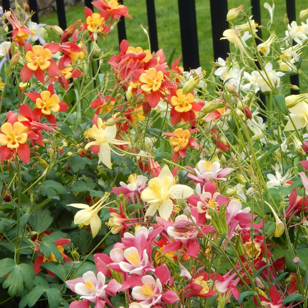 Thompson and Morgan Aquilegia Mrs Scott Elliott Garden Ready Plant 30 Pack Image 3