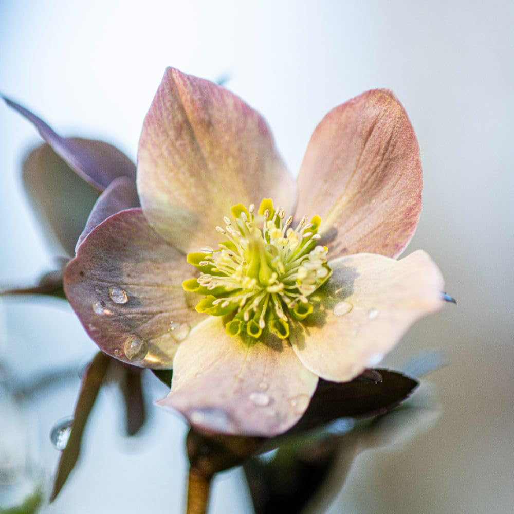 Thompson and Morgan Helleborus X Ballardiae Merlin Plant Pot 3L 2 Pack Image 2