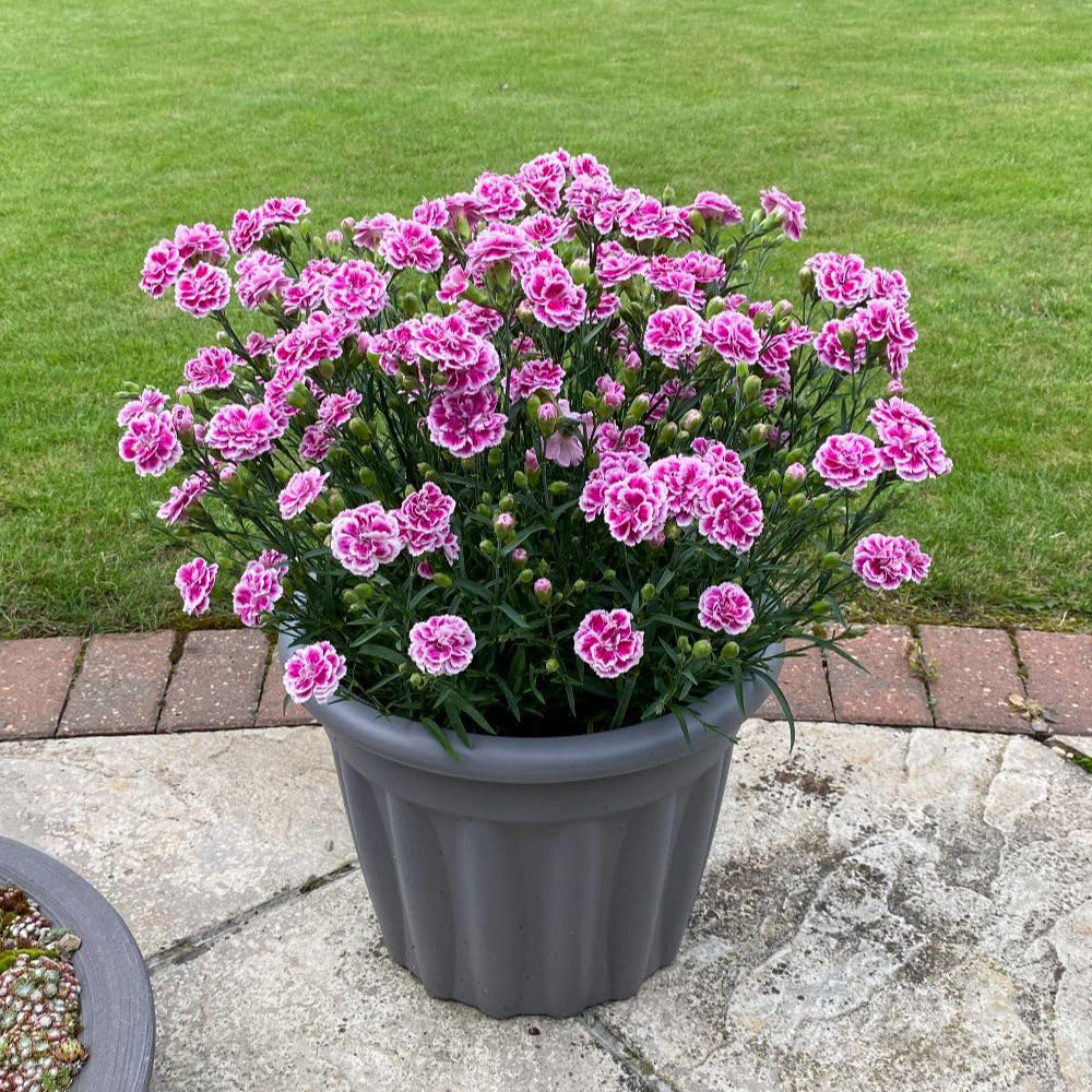 Thompson and Morgan Dianthus Bicolour Magenta Plant Pot 3L 2 Pack Image 2