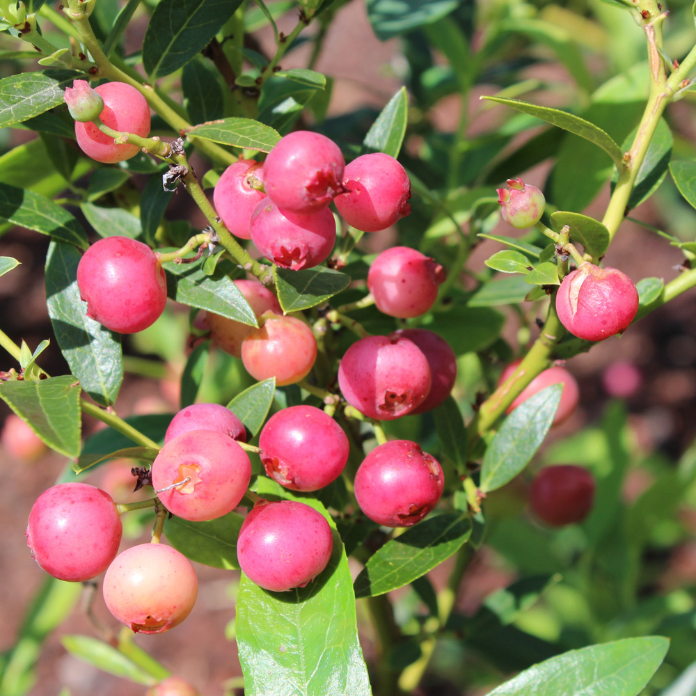 wilko Blueberry Pink Lemonade Plant Pot 1.7L Image 1