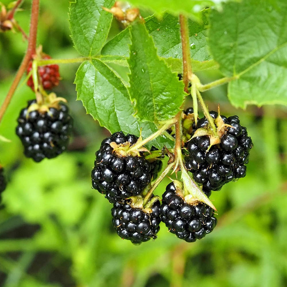 YouGarden Thornless Blackberry Plant Pot 9cm 3 Pack Image 1
