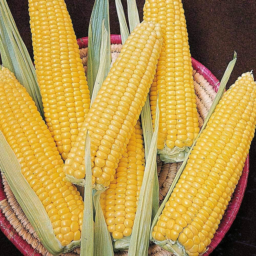 Thompson & Morgan Sweetcorn Ovation F1 30 Seeds Packet Image 1
