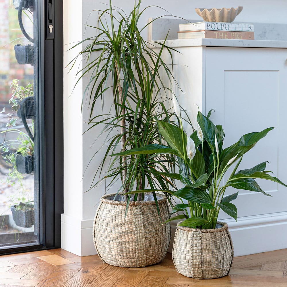 Ivyline Pando Seagrass Natural Basket 2 Pack Image 2