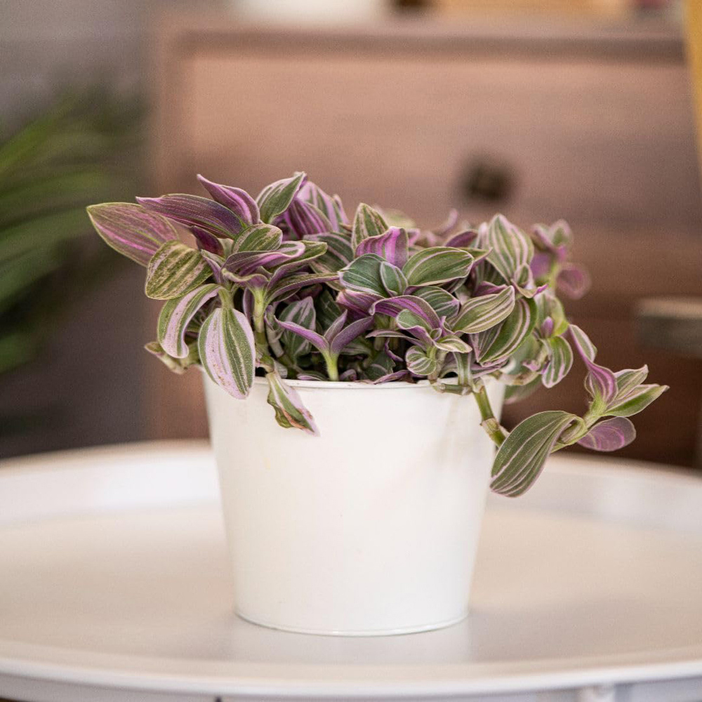Thompson and Morgan Tradescantia Nanouk Plant Pot 12cm 4 Pack Image 4
