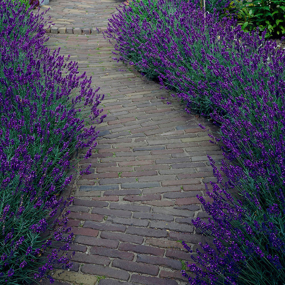 YouGarden English Lavender Hidcote Hedging Plant in Pot 12 Pack Image 3