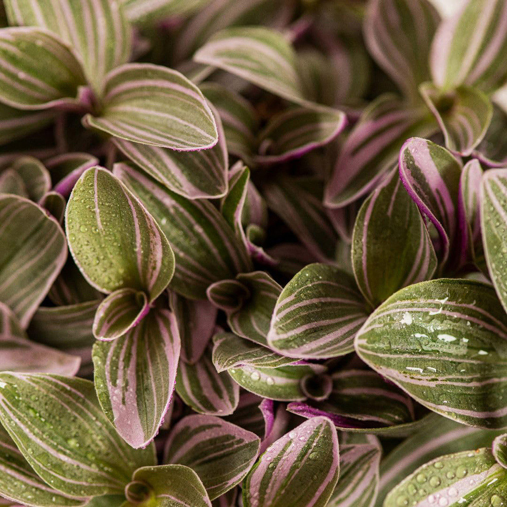 Thompson and Morgan Tradescantia Nanouk Plant Pot 12cm 2 Pack Image 3