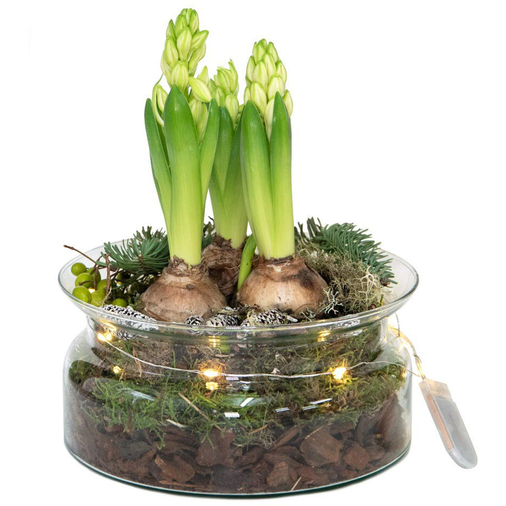 Thompson and Morgan Christmas Gift 3 Hyacinth in Lit Glass Bowl Image 2